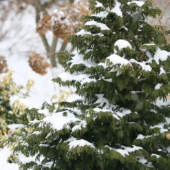 Soft Serve® False Cypress 8 Soft Serve® False Cypress -Naty Plants Shop Chamaecyparis Soft Serve 4