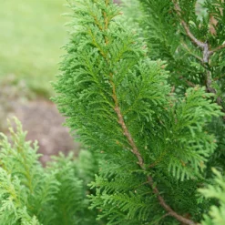 Cedar Rapids™ False Cypress -Naty Plants Shop ChamaecyparisCedarRapidsP1184301 1080x1080 f31fac6