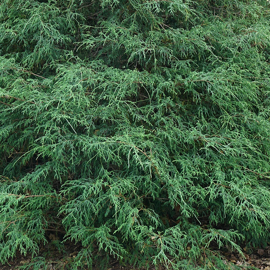 Haywire™ False Cypress 2 Haywire™ False Cypress - Image 2
