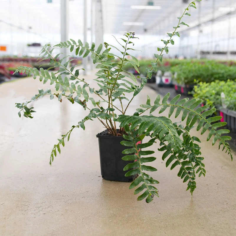 Christmas Fern 1 Christmas Fern