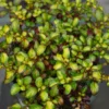 Waxwing™ Lime Mirror Bush
