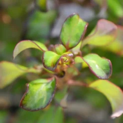 Waxwing™ Lime Mirror Bush -Naty Plants Shop Coprosma Waxwing Lime 3