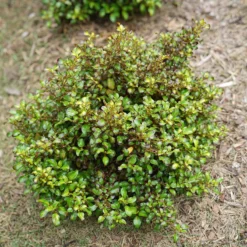Waxwing™ Lime Mirror Bush -Naty Plants Shop Coprosma Waxwing Lime 4
