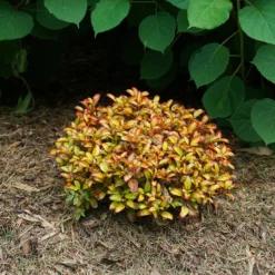 Waxwing™ Orange Mirror Bush -Naty Plants Shop Coprosma Waxwing Orange 4