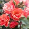Coral Knock Out® Rose