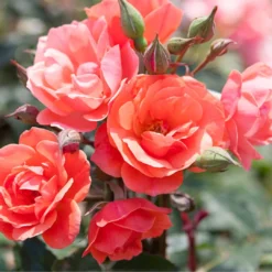 Coral Knock Out® Rose