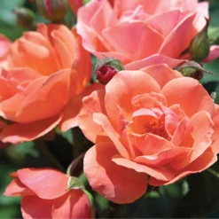 Coral Knock Out® Rose -Naty Plants Shop CoralKnockOut 3