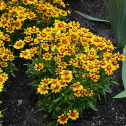 Uptick™ Gold & Bronze Tickseed -Naty Plants Shop Coreopsis Uptick Gold Bronze 3 P