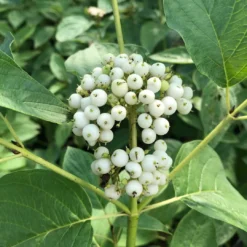 Arctic Fire® Yellow Red-Twig Dogwood -Naty Plants Shop CornusArcticFireYellowIMG 036 1080x1080 e6a8233