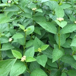 Arctic Fire® Yellow Red-Twig Dogwood -Naty Plants Shop CornusArcticFireYellowIMG 1449 1 1080x1080 a0e0f4e