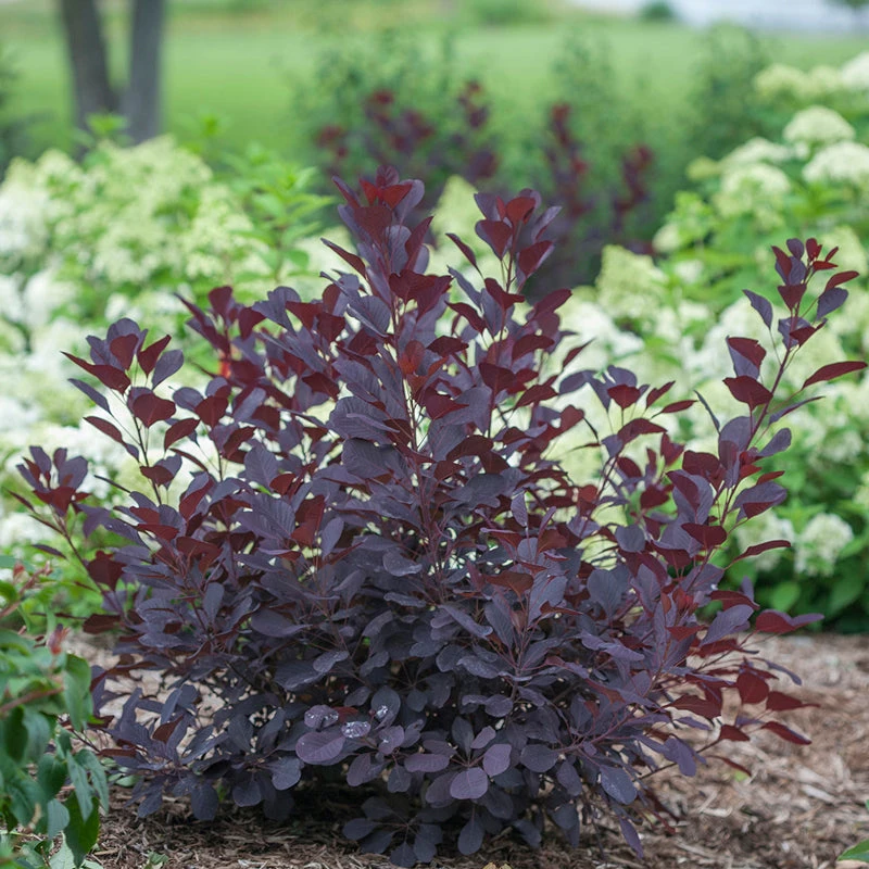 Winecraft Black® Smokebush 1 Winecraft Black® Smokebush