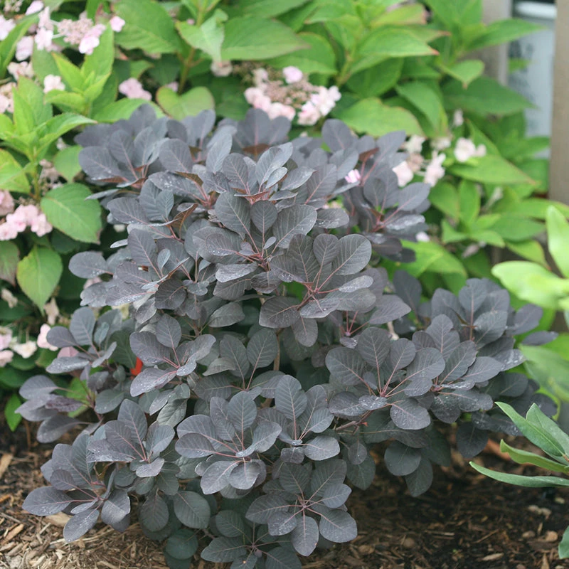 Winecraft Black® Smokebush 3 Winecraft Black® Smokebush - Image 3
