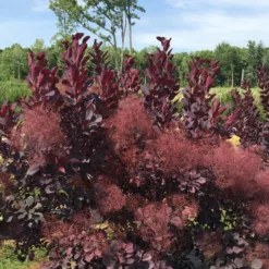 Winecraft Black® Smokebush 13 Winecraft Black® Smokebush -Naty Plants Shop Cotinus Winecraft Black 5 P