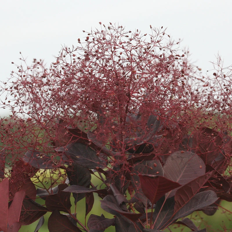 Winecraft Black® Smokebush 7 Winecraft Black® Smokebush - Image 7
