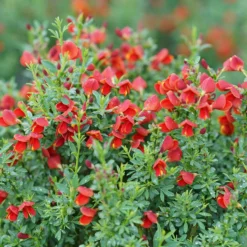 Sister Redhead® Scotch Broom
