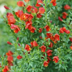 Sister Redhead® Scotch Broom -Naty Plants Shop Cytisus Sister Redhead 3 P