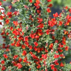 Sister Redhead® Scotch Broom -Naty Plants Shop Cytisus Sister Redhead 4 P