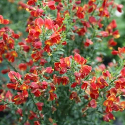 Sister Redhead® Scotch Broom -Naty Plants Shop Cytisus Sister Redhead 5 P