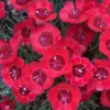 'Eastern Star' Dianthus