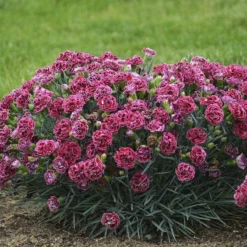 Fruit Punch® 'Cherry Vanilla' Dianthus -Naty Plants Shop Dianthus Cherry Vanilla 2 P sw