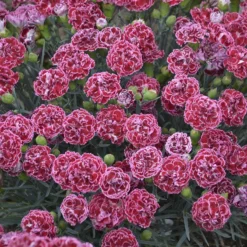 Fruit Punch® 'Cherry Vanilla' Dianthus -Naty Plants Shop Dianthus Cherry Vanilla 3 P sw