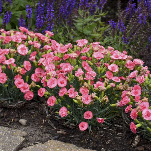 Fruit Punch® 'Classic Coral' Dianthus 4 Fruit Punch® 'Classic Coral' Dianthus - Image 4