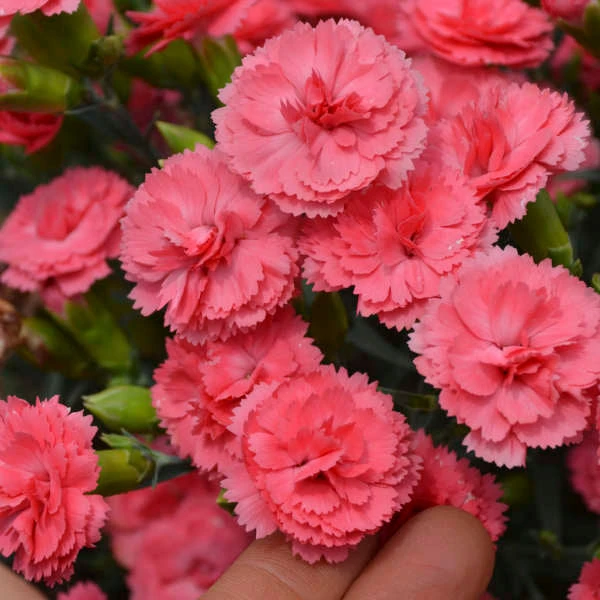 Fruit Punch® 'Classic Coral' Dianthus 2 Fruit Punch® 'Classic Coral' Dianthus - Image 2