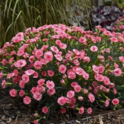 Fruit Punch® 'Classic Coral' Dianthus