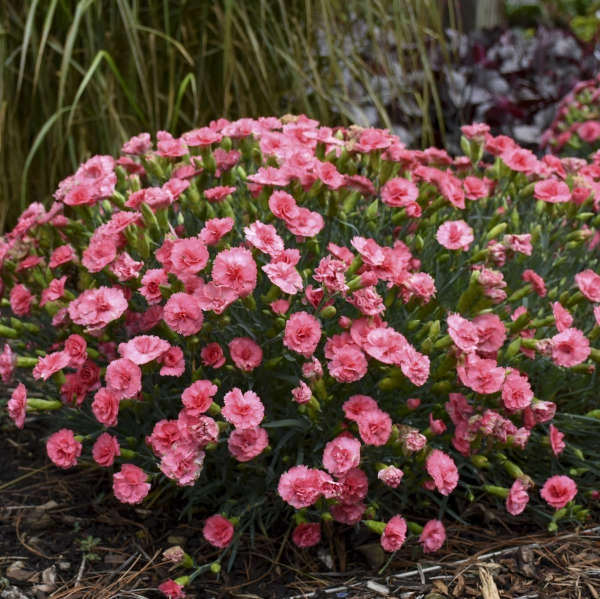 Fruit Punch® 'Classic Coral' Dianthus 1 Fruit Punch® 'Classic Coral' Dianthus