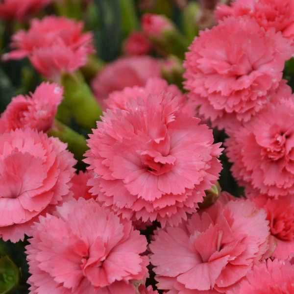 Fruit Punch® 'Classic Coral' Dianthus 3 Fruit Punch® 'Classic Coral' Dianthus - Image 3