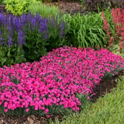 'Paint The Town Magenta' Dianthus -Naty Plants Shop Dianthus Paint the Town Magenta 2 P