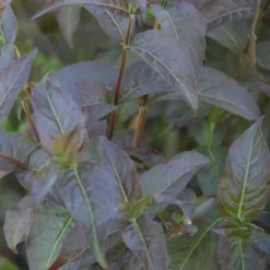 Kodiak® Black Diervilla -Naty Plants Shop Diervilla Kodiak Black 3