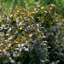 Kodiak® Black Diervilla -Naty Plants Shop Diervilla Kodiak Black 4