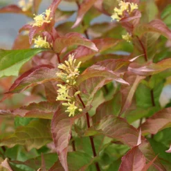 Kodiak® Orange Diervilla -Naty Plants Shop Diervilla Kodiak Orange 4