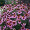 'Magnus Superior' Coneflower