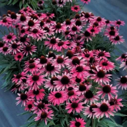Dark Shadows™ 'Wicked' Coneflower -Naty Plants Shop Echinacea Dark Shadows Wicked 4