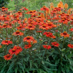 Kismet® Intense Orange Coneflower
