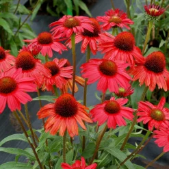 Kismet® Red Coneflower 5 Kismet® Red Coneflower -Naty Plants Shop Echinacea Kismet Red 1 P