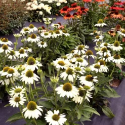 Kismet® White Coneflower -Naty Plants Shop Echinacea Kismet White 2