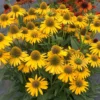 Kismet® Yellow Coneflower