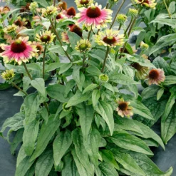 'Sweet Sandia' Coneflower 8 'Sweet Sandia' Coneflower -Naty Plants Shop Echinacea Sweet Sandia 4