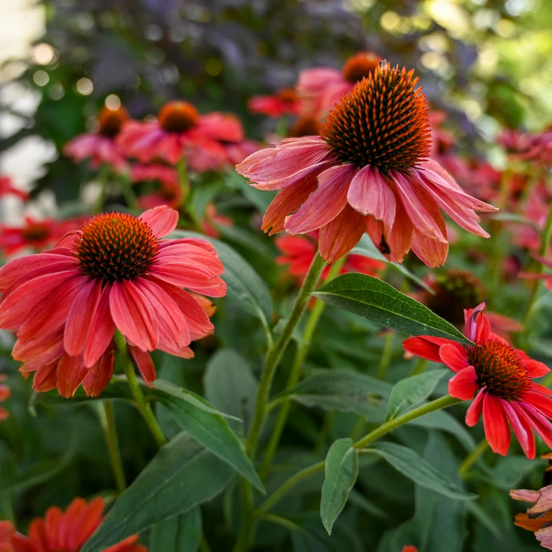 Color Coded™ 'Frankly Scarlet' Coneflower 1 Color Coded™ 'Frankly Scarlet' Coneflower