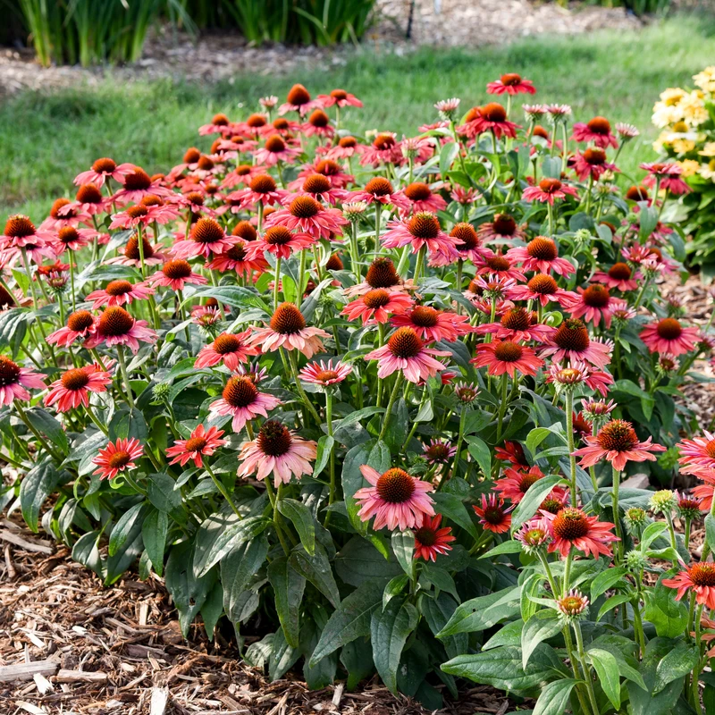 Color Coded™ 'Frankly Scarlet' Coneflower 2 Color Coded™ 'Frankly Scarlet' Coneflower - Image 2