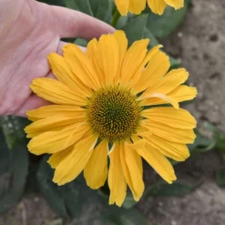 Color Coded® 'One In A Melon' Coneflower -Naty Plants Shop Echinacea OneinaMelon Coneflower 2