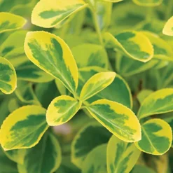 Gold Splash® Wintercreeper 6 Gold Splash® Wintercreeper -Naty Plants Shop Euonymus Gold Splash 3 sw