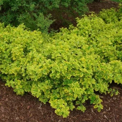 Gold Splash® Wintercreeper 7 Gold Splash® Wintercreeper -Naty Plants Shop Euonymus Gold Splash 4 sw