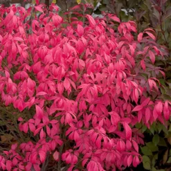 Unforgettable Fire® Burning Bush -Naty Plants Shop Euonymus Unforgettable Fire 4 P