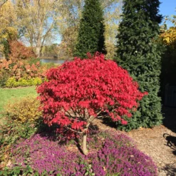Unforgettable Fire® Burning Bush -Naty Plants Shop Euonymus Unforgettable Fire 5 P