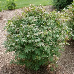 Fire Ball Seedless™ Burning Bush -Naty Plants Shop EuonymusFireBallSeedlessP1238203 800x800 e186a58