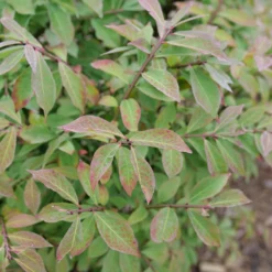 Fire Ball Seedless™ Burning Bush -Naty Plants Shop EuonymusFireBallSeedlessP1239165 800x800 063ee79